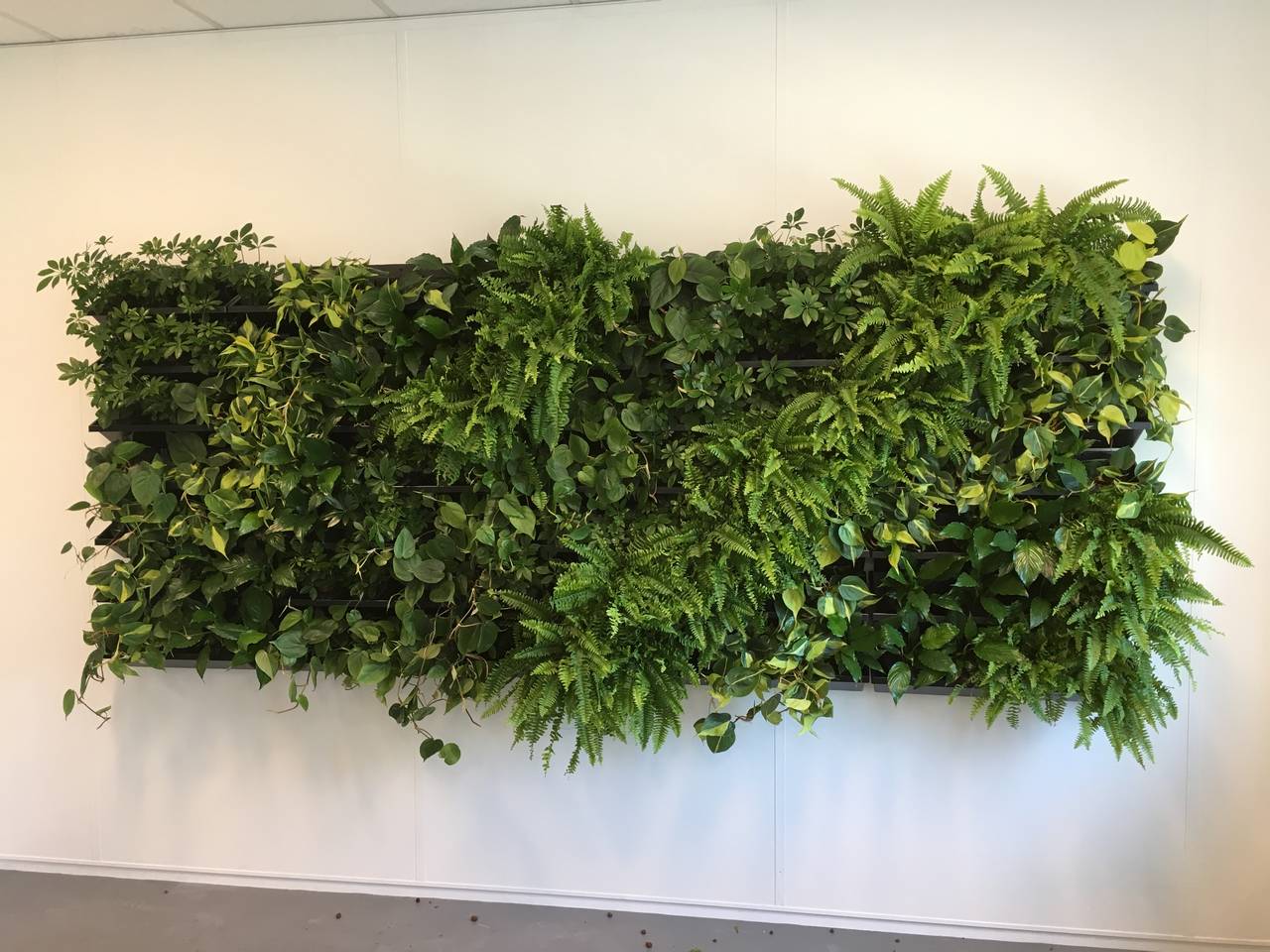 Wonderbaarlijk Groene wand, een echte eyecatcher - Green Care Interieurbeplanting JW-13